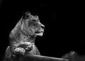 Stunning lioness relaxing in black and white Royalty Free Stock Photo