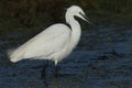 A stunning Little Egret Egretta garzetta hunting for food.