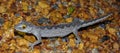 Soft Spiny-tailed Gecko (Strophurus spinigerus) in Australia Royalty Free Stock Photo