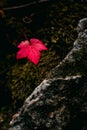 A stunning, lone, red leaf against a dark, moody mossy background in the forest