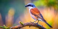 Stunning Long Exposure of a RedBacked Shrike Perched on a Bare Tree Branch Capturing Detail and Behavior in Royalty Free Stock Photo