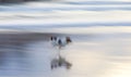 Stunning long exposure shot of a joyful dog happily running on the tranquil beach