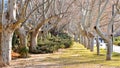 A stunning, long path lined with ancient live maple trees without leaves draped in spanish moss in the warm, early morning in Royalty Free Stock Photo