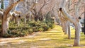 A stunning, long path lined with ancient live maple trees without leaves draped in spanish moss in the warm, early morning in Royalty Free Stock Photo