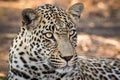Stunning looking male leopard relaxing. Royalty Free Stock Photo