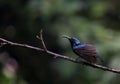 Colorfull hummingbird Sun Bird on a branch Srilanka Royalty Free Stock Photo