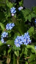 Stunning and Lovely Blue Forget-me-nots in a garden in Northern England Royalty Free Stock Photo