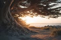Ancient Cypress Tree Silhouetted Against a Golden Ocean Sunset on a Coastal Cliff Royalty Free Stock Photo