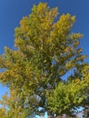 Stunning low angle view of aspen tree with green and yellow colored leaves in autumn season in Calgary, Alberta, Canada.