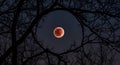 A serene lunar eclipse scene with bare trees against a dark sky Royalty Free Stock Photo