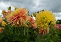 Stunning giant Mabel Ann dahlias, photographed in a garden near St Albans, Hertfordshire, UK in late summer on a cloudy day. Royalty Free Stock Photo