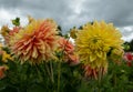 Stunning Mabel Ann dahlias, photographed in a garden near St Albans, Hertfordshire, UK in late summer on a cloudy day. Royalty Free Stock Photo