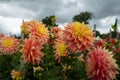 Stunning Mabel Ann dahlias, photographed in a garden near St Albans, Hertfordshire, UK in late summer on a cloudy day. Royalty Free Stock Photo