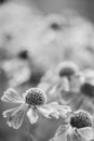 Stunning macro close up of black eyed susan flower with shallow Royalty Free Stock Photo