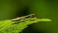Praying Mantis on Vibrant Green Leaf, Macro Close-up of Intricate Insect in Natural Habitat Royalty Free Stock Photo