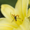 Stunning macro close up of common wasp insect on trumpet lily fl Royalty Free Stock Photo