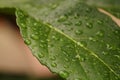 Stunning macro closeup of a leaf with water droplets cascading down