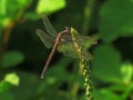 Stunning macro of dragonfly