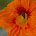 Stunning Macro Image Of Nasturtium Tropaeolum majus