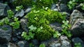 Majestic Moss: A Macro View of Nature\'s Textured Beauty - Perfect for Wallpaper