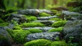 Majestic Moss: A Macro View of Nature\'s Textured Beauty - Perfect for Wallpaper