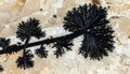Intricate Black Manganese Dendrite on Stone Royalty Free Stock Photo