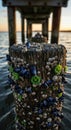 Sunset Glow on the Macro Marine Ecosystem of a Weathered Pier Piling Royalty Free Stock Photo