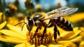 Vibrant Bee Collecting Pollen from Sunflower in Lush Field