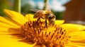 Pollinated Sunflower with Honeybee Collecting Nectar Royalty Free Stock Photo