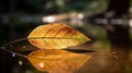 Golden Leaf Drifting on Calm River Royalty Free Stock Photo