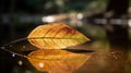 Golden Leaf Drifting on Calm River