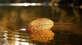 Golden Leaf Drifting on Calm River Royalty Free Stock Photo