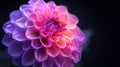 Dark Surreal Dahlia: Chrome Pink and Purple Macro Flower Isolated on Black Background Royalty Free Stock Photo