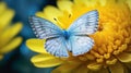 Stunning Macro Photography: Blue Butterfly Resting On Yellow Flowers Royalty Free Stock Photo