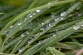 Stunning Macro photography of dew drops
