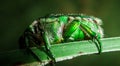 Stunning Macro Photos of Insects Show Their Complex Beauty