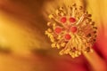 Stunning macro of red Hibiscus stamens with copy space.