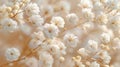 Delicate Beauty in Detail: Macro Shot of Gypsophila\'s Dry White Flowers
