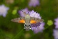 Stunning macro shot of a flying Hummingbird hawk-moth insect collecting nectar on a wildflower Royalty Free Stock Photo