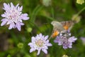 Stunning macro shot of a flying Hummingbird hawk-moth insect collecting nectar on a wildflower Royalty Free Stock Photo