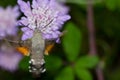 Stunning macro shot of a flying Hummingbird hawk-moth insect collecting nectar on a wildflower Royalty Free Stock Photo