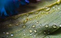 Stunning macro shot of raindrops on a green leaf. Beautiful fresh texture of nature Royalty Free Stock Photo