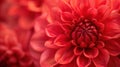 Vibrant Red Dahlia Close-Up - Stunning Macro Shot of a Beautiful Flower