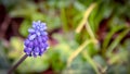 Stunning macro shot of a vibrant purple Armenian Muscari flower