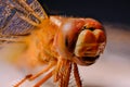 Stunning macro view showcasing the massive compound eyes and jaws of a dragonfly Royalty Free Stock Photo