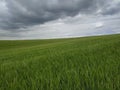 Stunning and magnificent view of the freshly growing grain field with choppy clouds ahead of storm and downpour Royalty Free Stock Photo