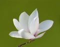 Stunning magnolia flower