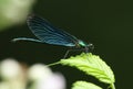 A male Beautiful Demoiselle Damselfly, Calopteryx virgo, perching on a leaf. Royalty Free Stock Photo