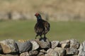 A stunning male Black Grouse Tetrao tetrix perched on a stone wall.