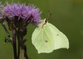 A male Brimstone Butterfly, Gonepteryx rhamni, nectaring from a Thistle flower growing in a meadow. Royalty Free Stock Photo